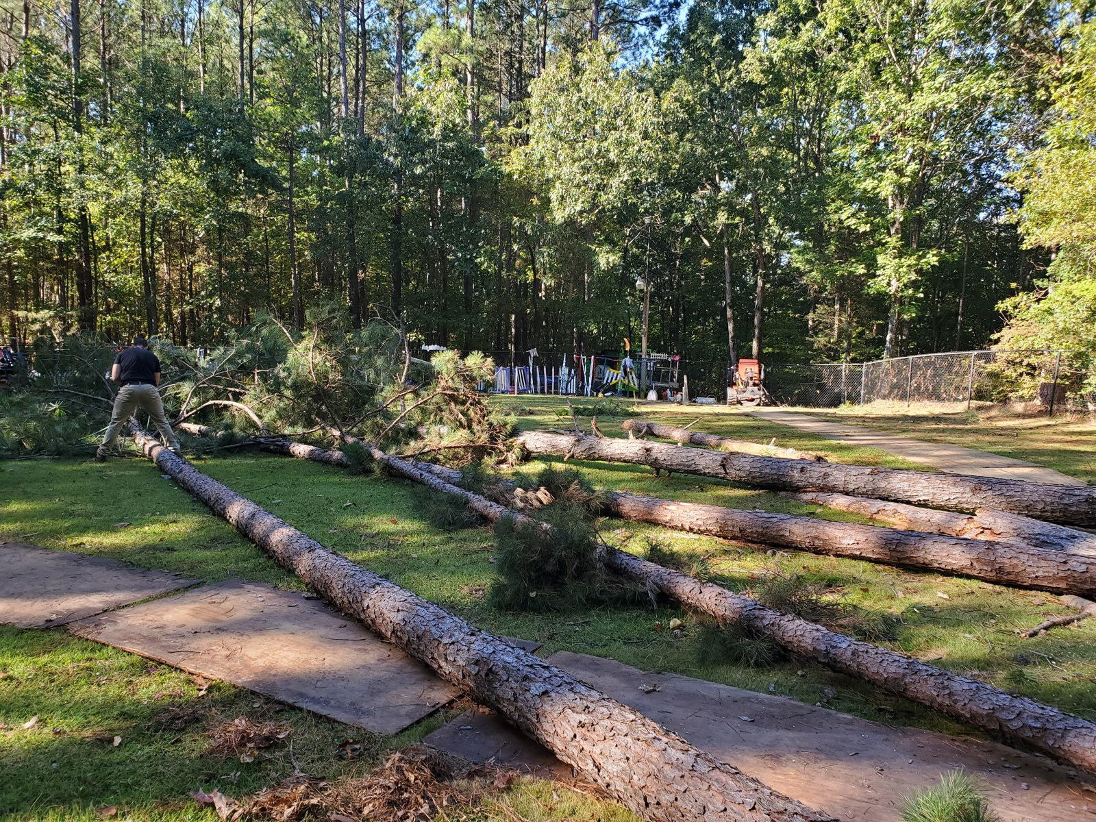 Tree Trimming